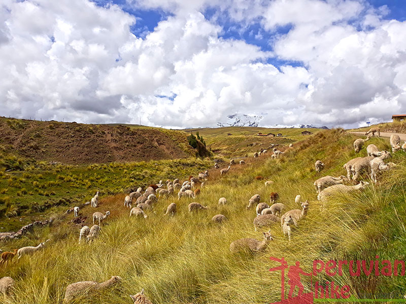 Ausangate treks 5  Days and Alpacas By Peruvian Hike